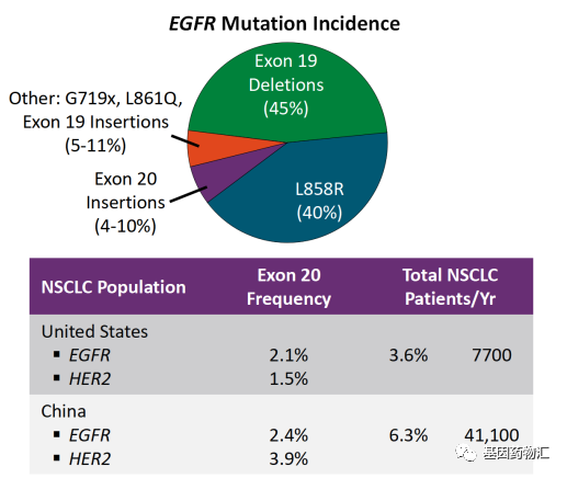 EGFR突变概率