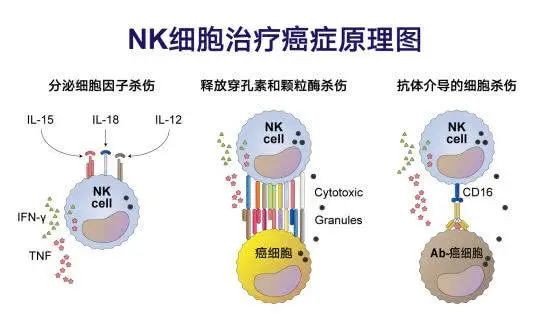 NK细胞治疗癌症的原理