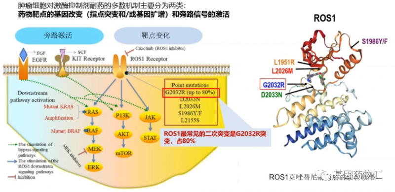 ROS1常见二次突变