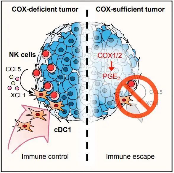 NK细胞刺激cDC1