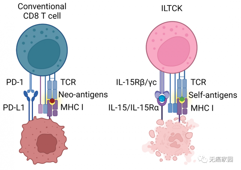 t细胞治疗新型t细胞iltck细胞被发现抗癌能力更强