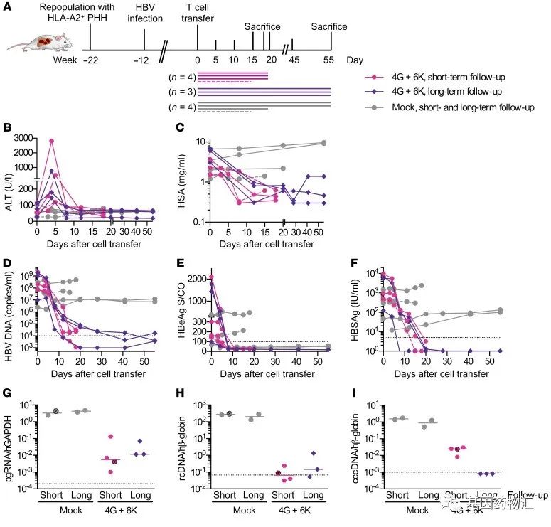TCR-T细胞疗法小鼠试验数据