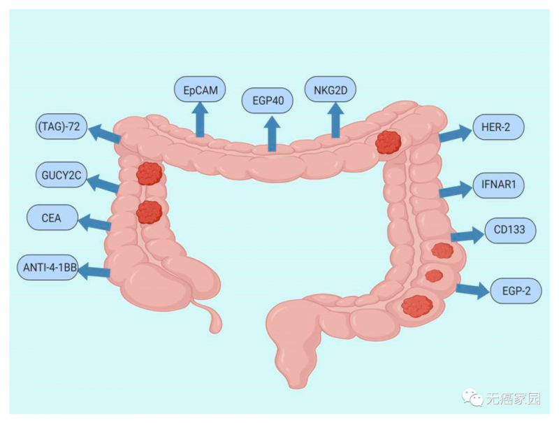 结直肠癌CAR-T细胞疗法的靶点