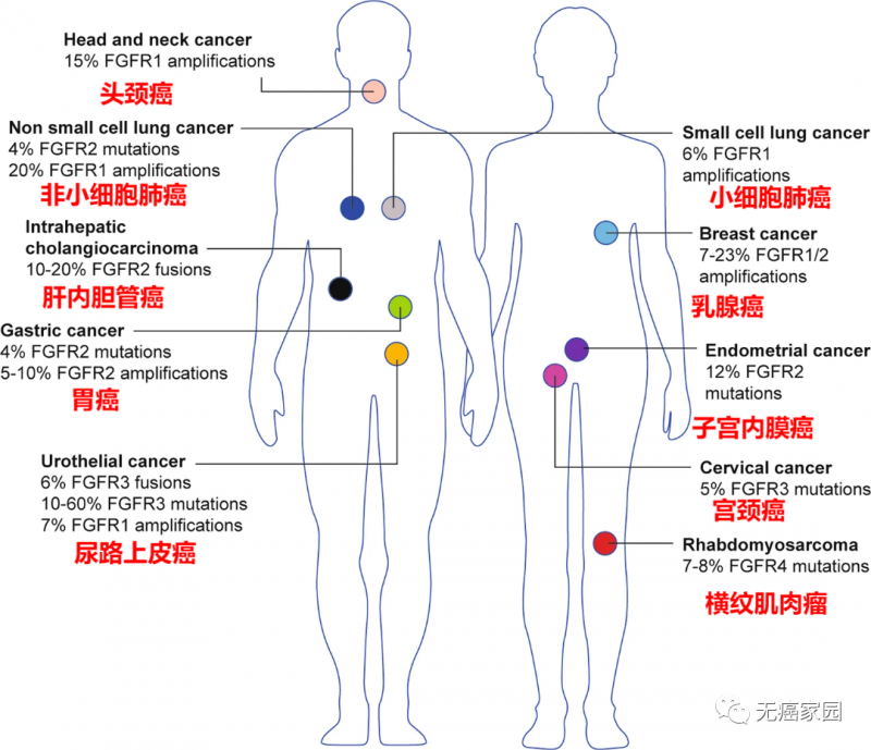 具有FGFR改变的癌症类型