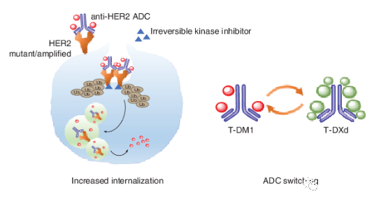 HER2突变NSCLC中HER2-ADC的作用机制