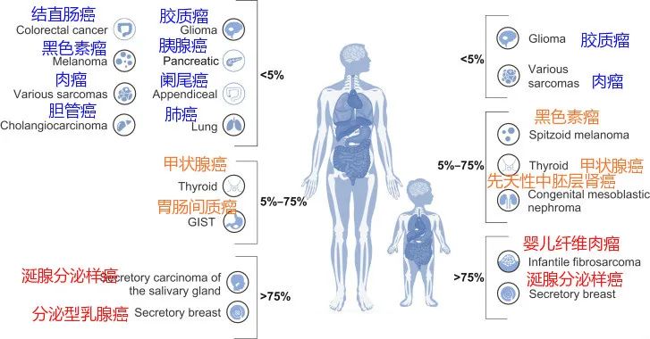 各癌种NTRK基因突变的概率