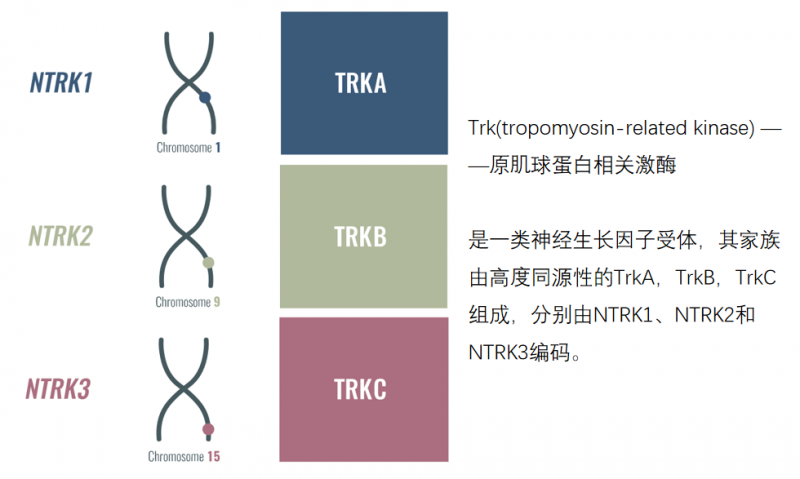 NTRK基因突变