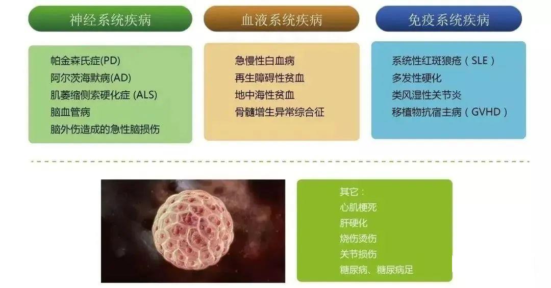 免疫细胞和干细胞治疗的不同疾病