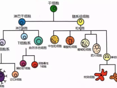 免疫细胞有哪些,免疫细胞的作用和功效是什么