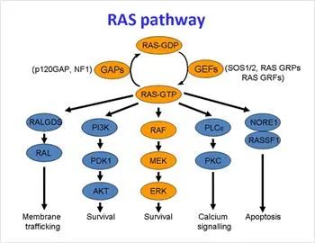 RAS通路