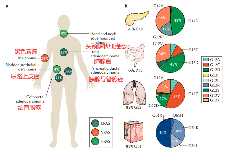 各癌种KRAS基因突变的概率