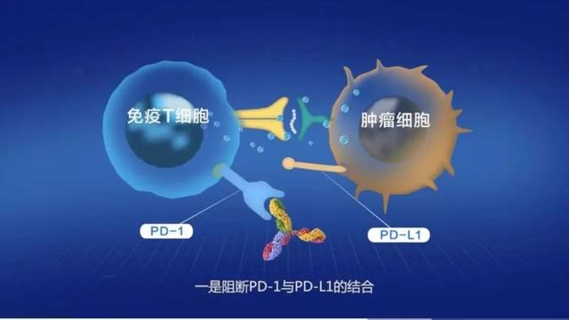 pd-1免疫治療,pd-1免疫療法,pd-1免疫治療藥物有哪些,pd-1抑制劑價格