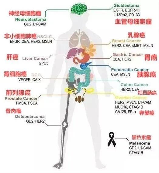 CAR-T治疗实体瘤的其他热门靶点