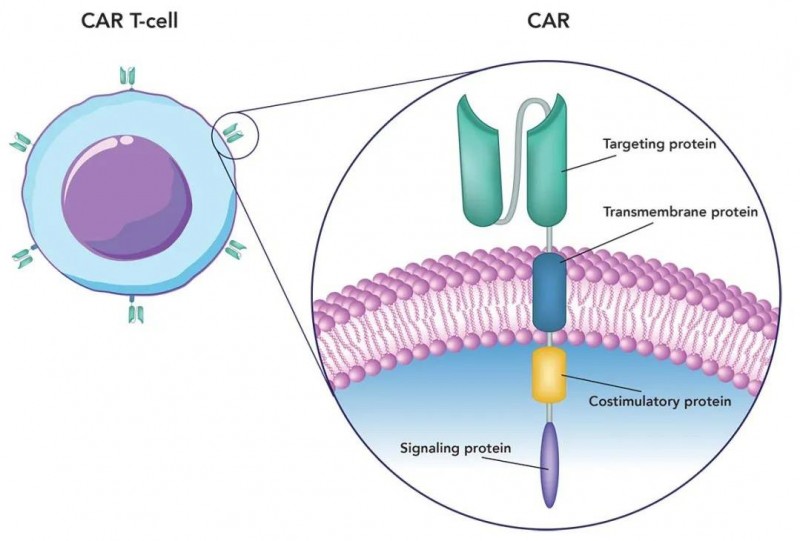 CAR-T细胞