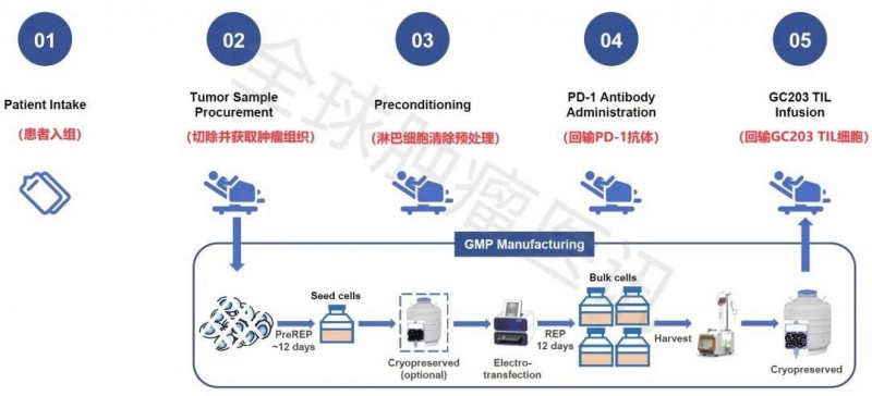 GC203的采集制备及治疗过程