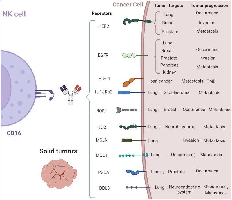 CAR-NK疗法治疗肺癌的潜在靶点