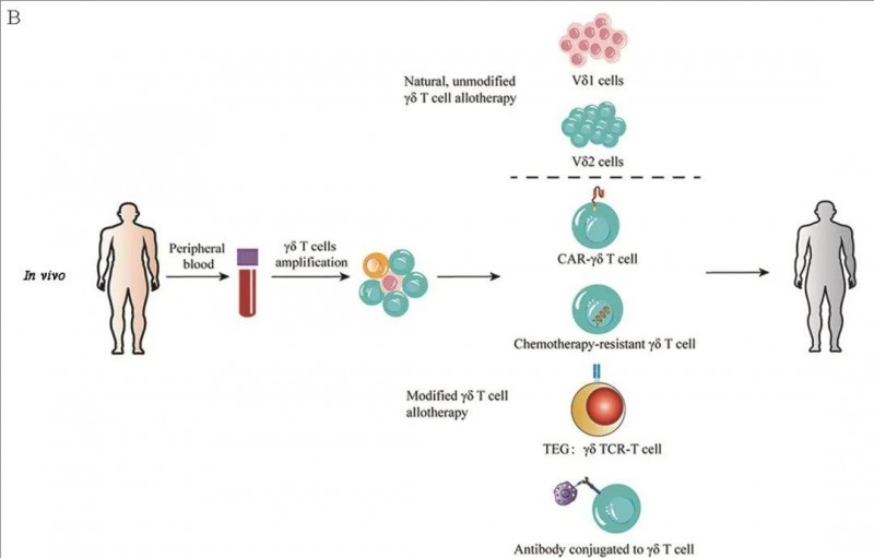 γδT细胞治疗流程