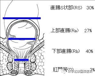 肠道结构