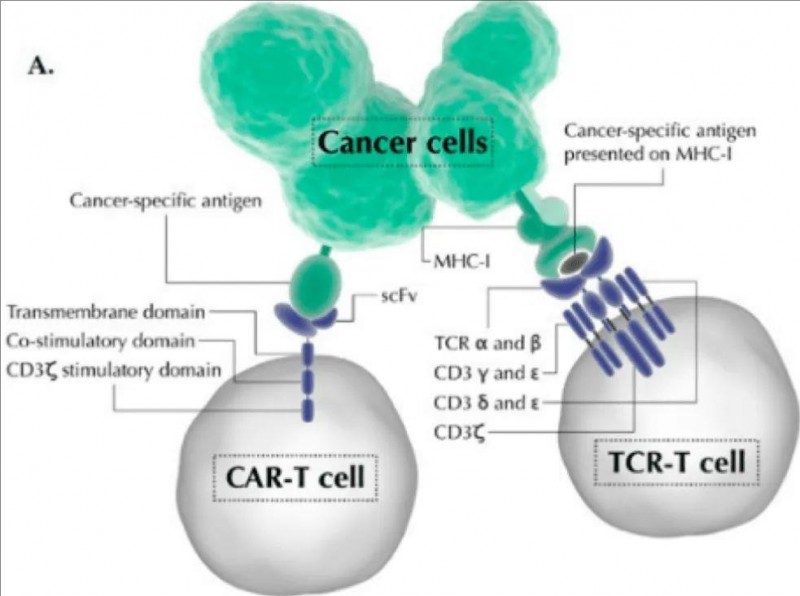 CAR-T细胞和TCR-T细胞对比