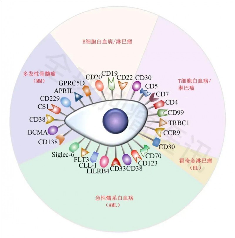 CAR-T治疗实体瘤的热门靶点