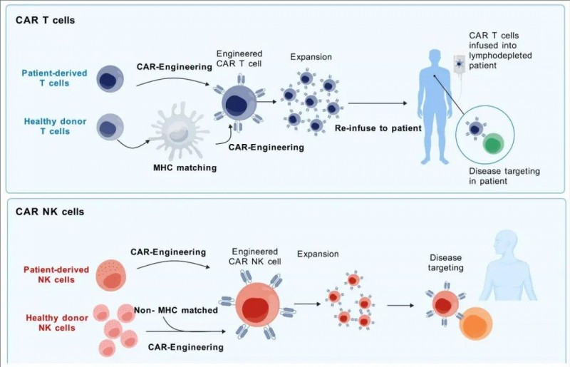 CAR-T细胞疗法和CAR-NK细胞疗法治疗过程对比