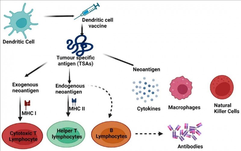 肿瘤特异性抗原(新抗原)如何启动先天和适应性免疫反应