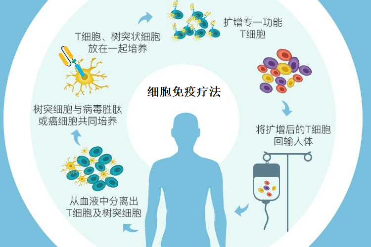 细胞免疫疗法