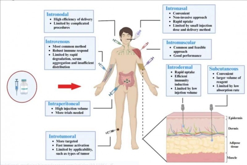 mRNA癌症疫苗的常见给药途径