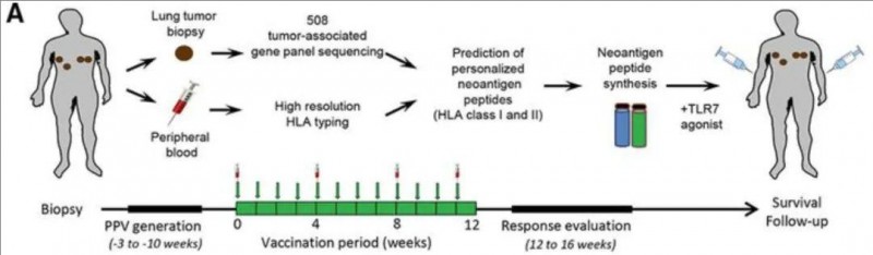 新抗原疫苗治疗非小细胞肺癌