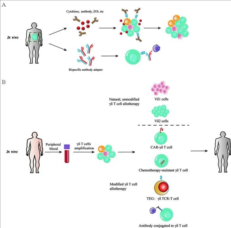 基于γδT细胞的体内、体外免疫治疗方法