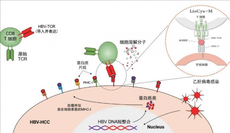 Liocyx-M分子结构