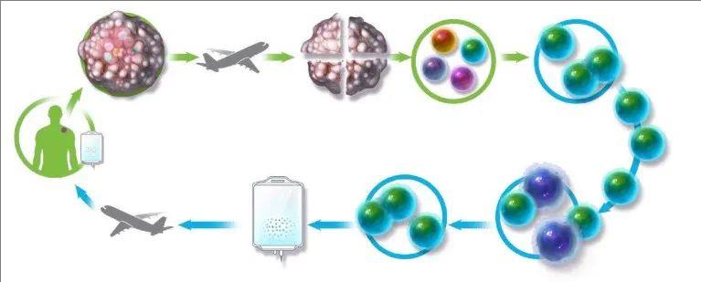 TILs细胞疗法治疗过程