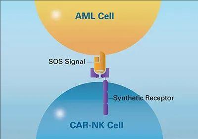 CAR-NK细胞治疗原理